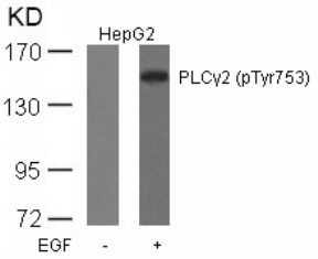 PLCG2 Antibody
