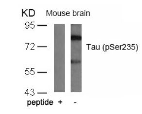 MAPT Antibody