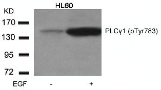 PLCG1 Antibody