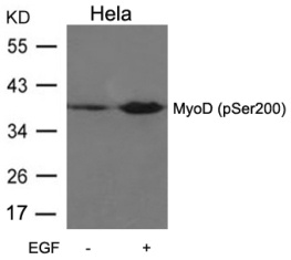 MYOD1 Antibody
