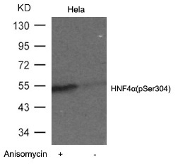 HNF4A Antibody