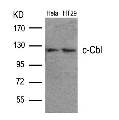 CBL Antibody