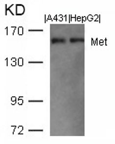 MET Antibody