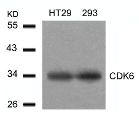 CDK6 Antibody