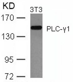 PLCG1 Antibody