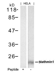 STMN1 Antibody