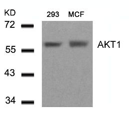 AKT1 Antibody
