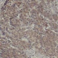 CREB1 Antibody