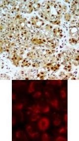 HSP90B (Ab 254) Antibody