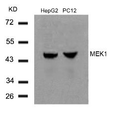 MAP2K1 Antibody