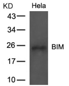 BCL2L11 Antibody