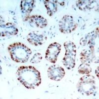 BCL2L11 Antibody