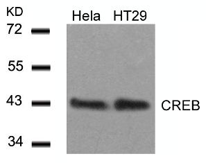 CREB1 Antibody