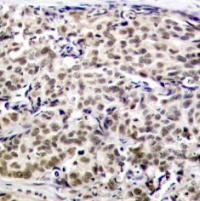 CREB1 Antibody