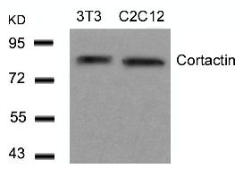 CTTN Antibody
