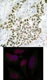 Histone H2A.X (Ab 139) Antibody