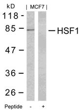 HSF1 Antibody
