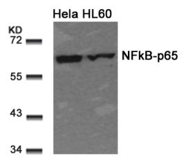 RELA Antibody