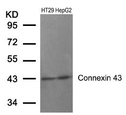 GJA1 Antibody