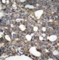 GJA1 Antibody
