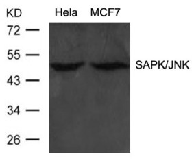 MAPK9 Antibody
