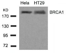BRCA1 Antibody