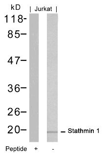 STMN1 Antibody