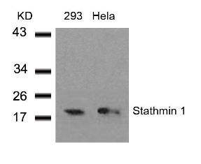 STMN1 Antibody