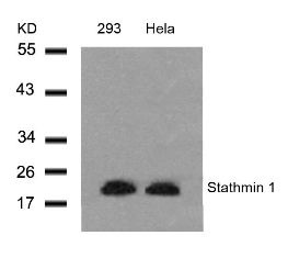 Stathmin 1 (Ab 25) Antibody