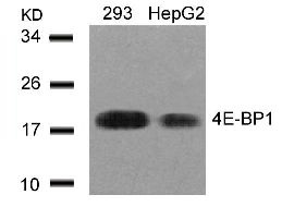 EIF4EBP1 Antibody