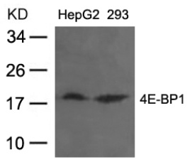 EIF4EBP1 Antibody