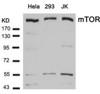 MTOR Antibody