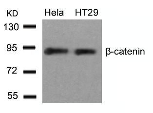 CTNNB1 Antibody