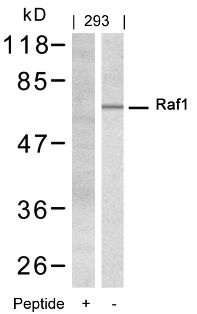 RAF1 Antibody