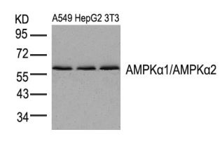 PRKAA1 PRKAA2 Antibody