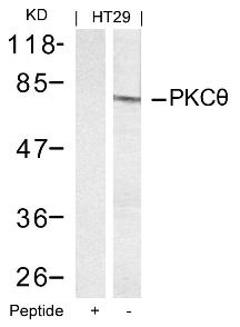 PRKCQ Antibody