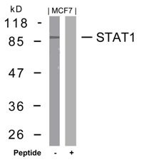 STAT1 (Ab 727) Antibody