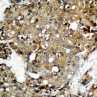 STAT1 (Ab 727) Antibody