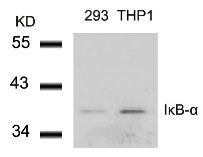 NFKBIA Antibody