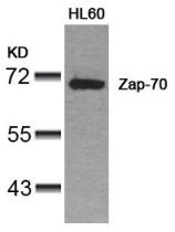 ZAP70 Antibody