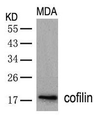 cofilin (Ab 3) Antibody
