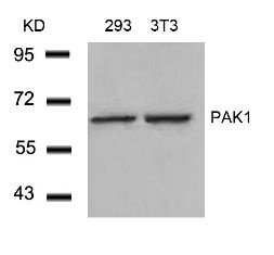 PAK1 Antibody