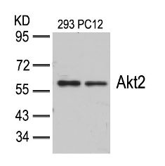 Akt2 (Ab 474) Antibody
