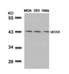 MAP2K6 Antibody