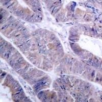 PRKAA1 Antibody