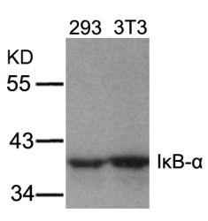 NFKBIA Antibody