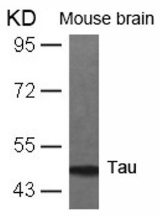 MAPT Antibody