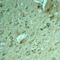 MAPT Antibody