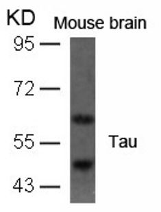 MAPT Antibody