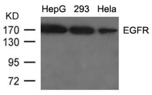 EGFR Antibody